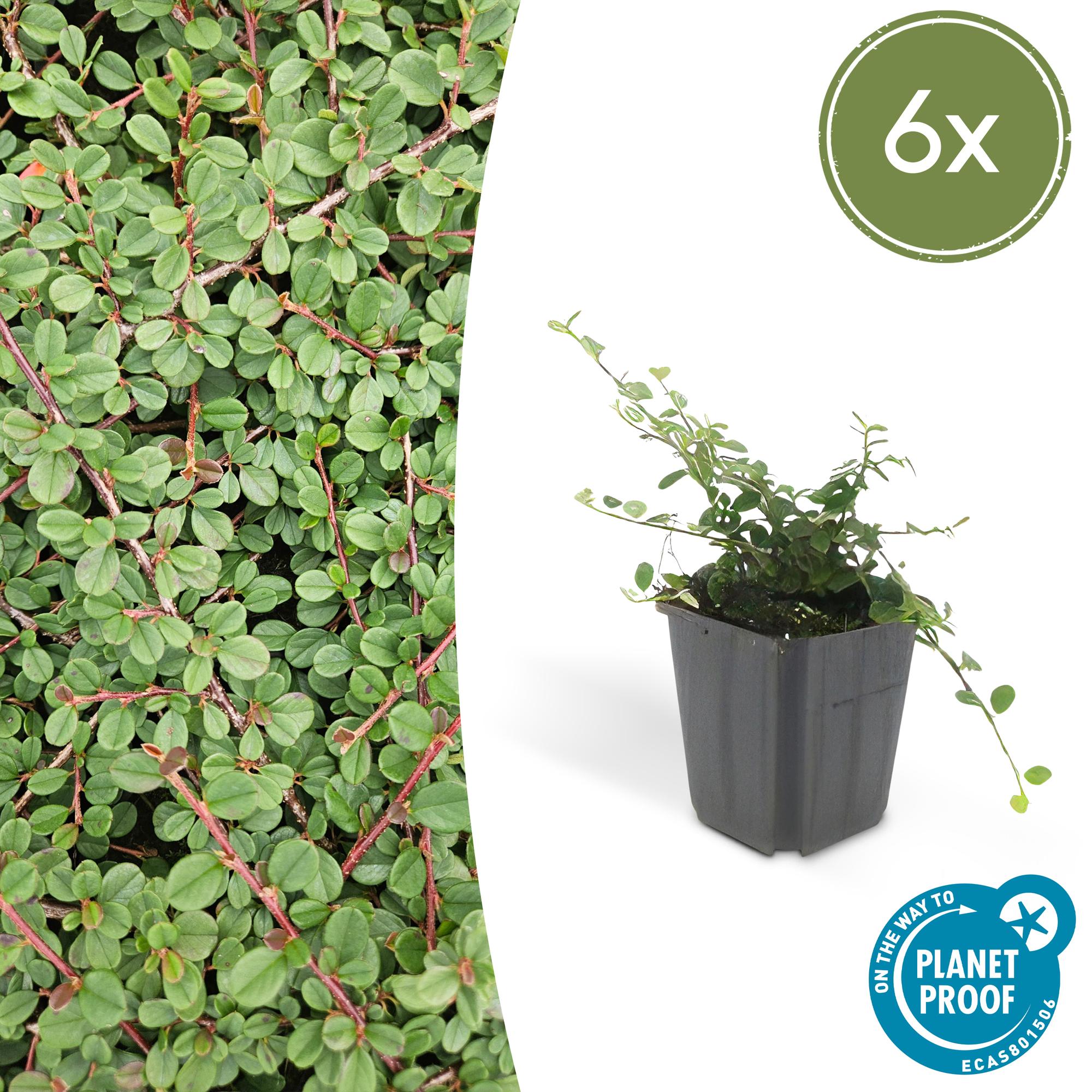 Cotonéaster rampant 'Queen of Carpets' (lot de 6)