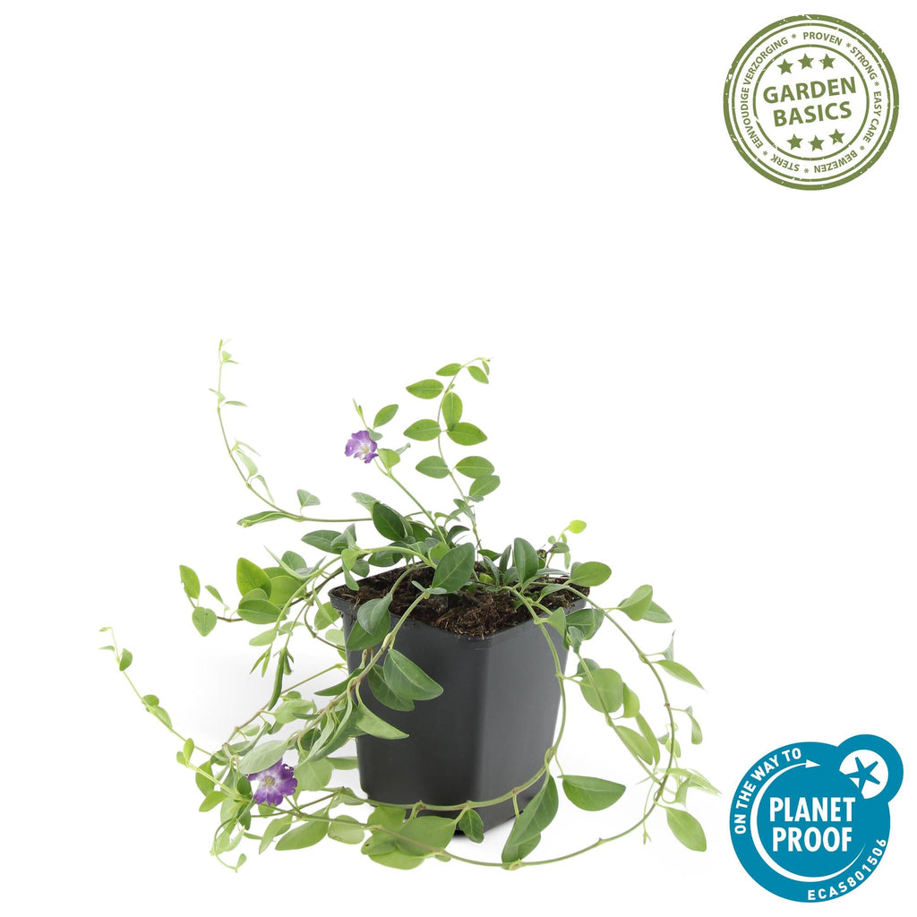 Petite Pervenche 'Atropurpurea' (lot de 6)