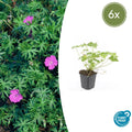 Géranium vivace 'Tiny Monster' (lot de 6)