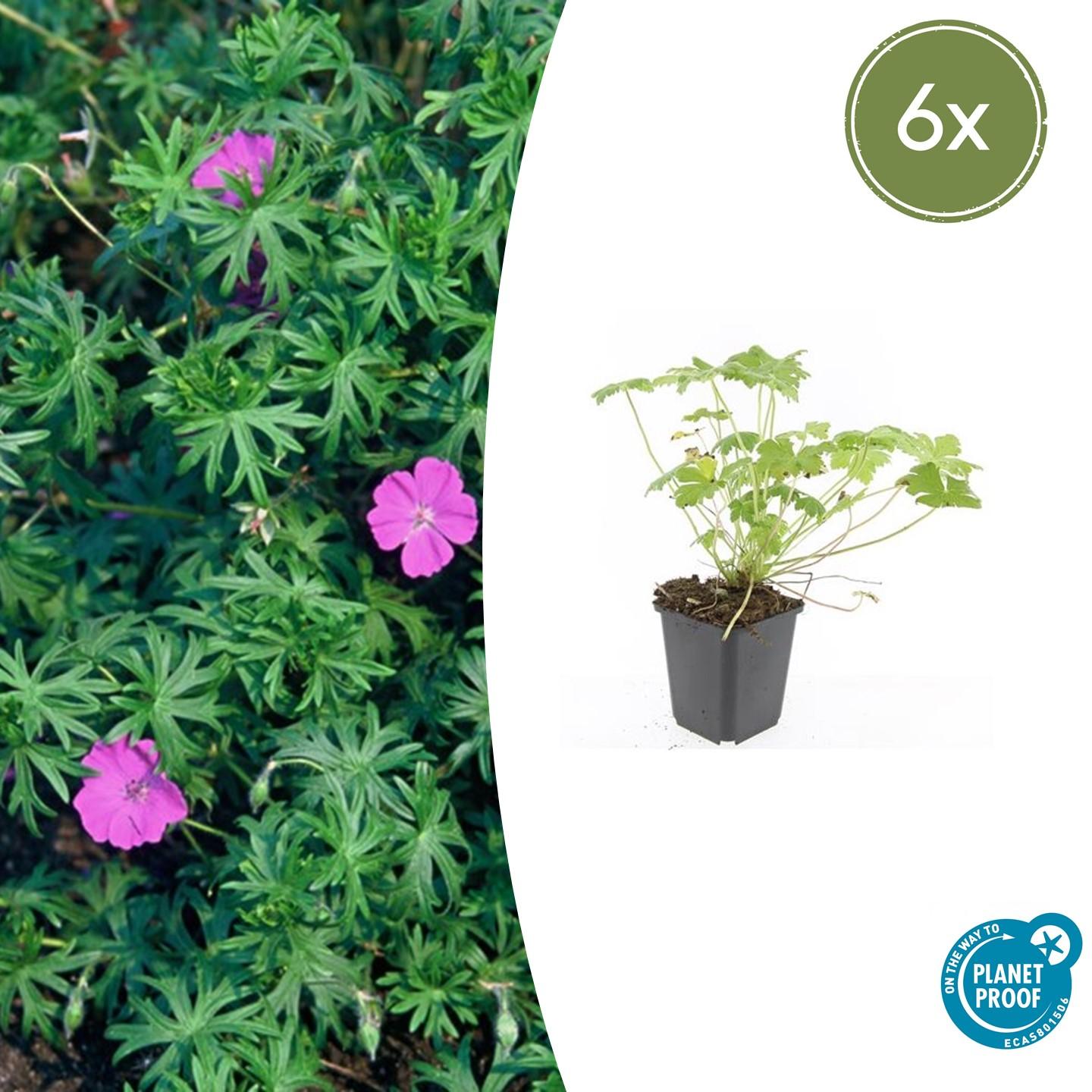 Géranium vivace 'Tiny Monster' (lot de 6)