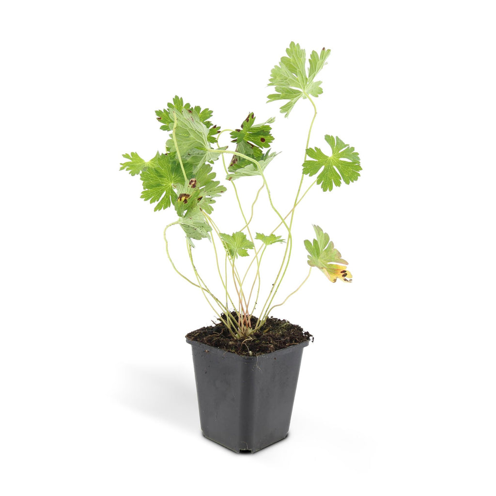 Géranium vivace 'Rozanne' (lot de 6)