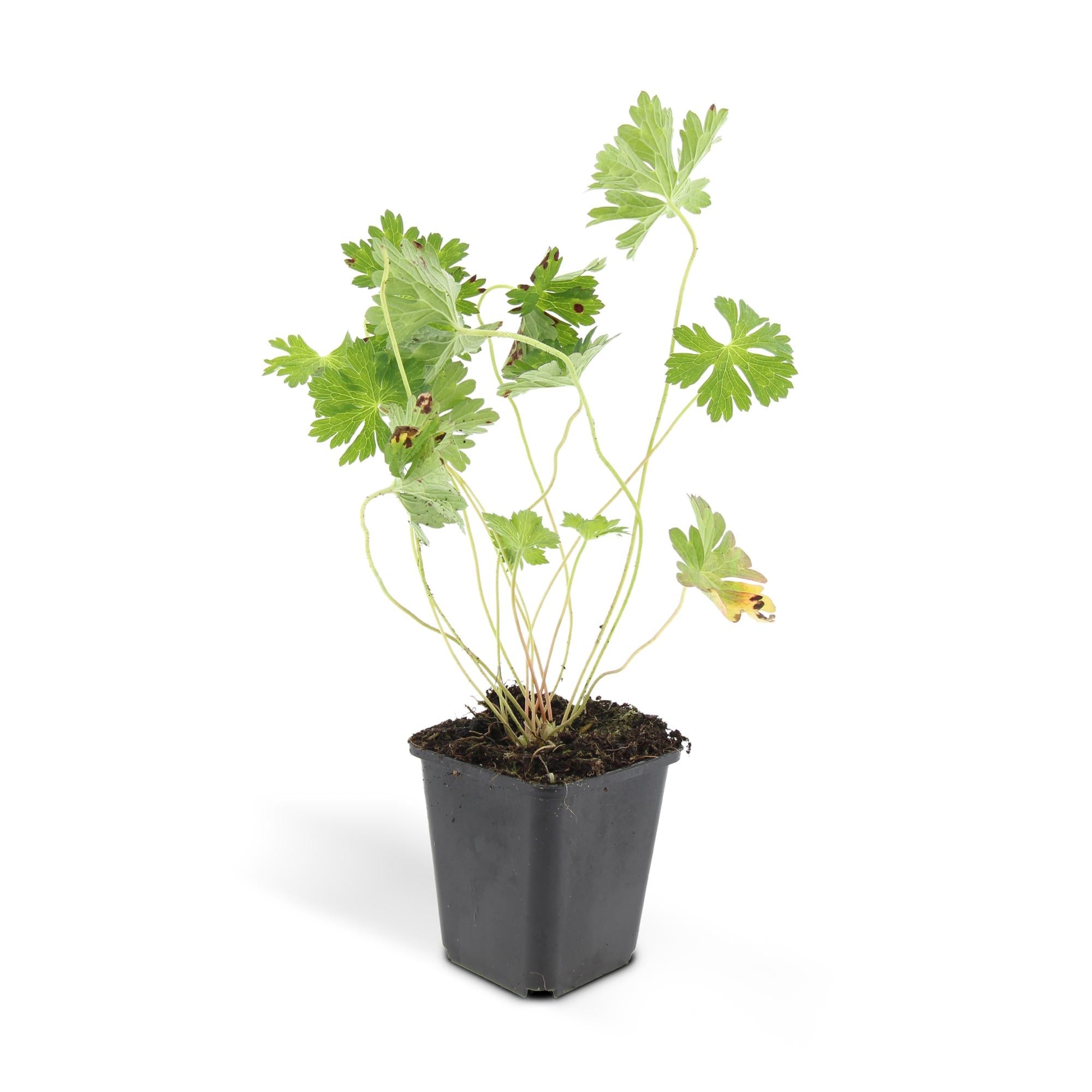Géranium vivace 'Rozanne' (lot de 6)