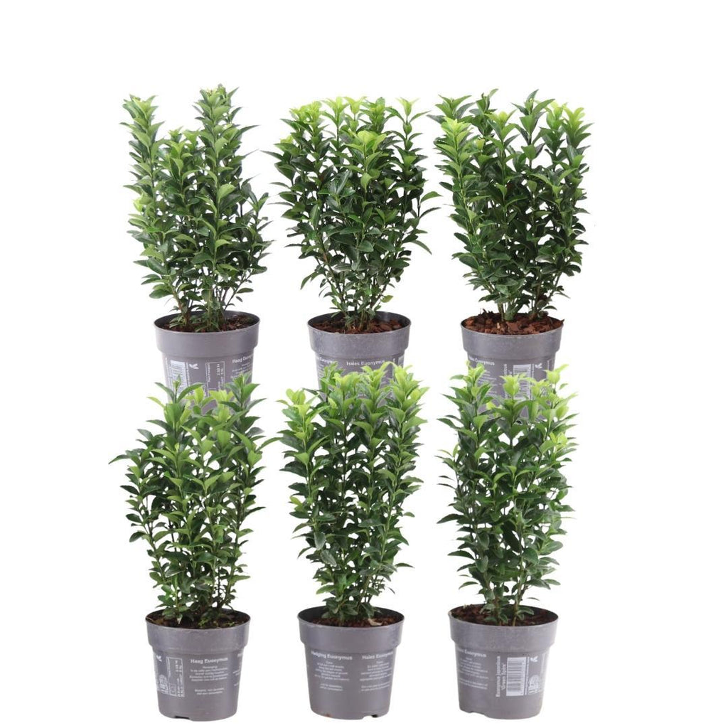 Euonymus japonicus 'Green Spire' (Lot de 6)