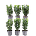 Euonymus japonicus 'Green Spire' (Lot de 6)