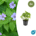 Géranium noueux (lot de 6)