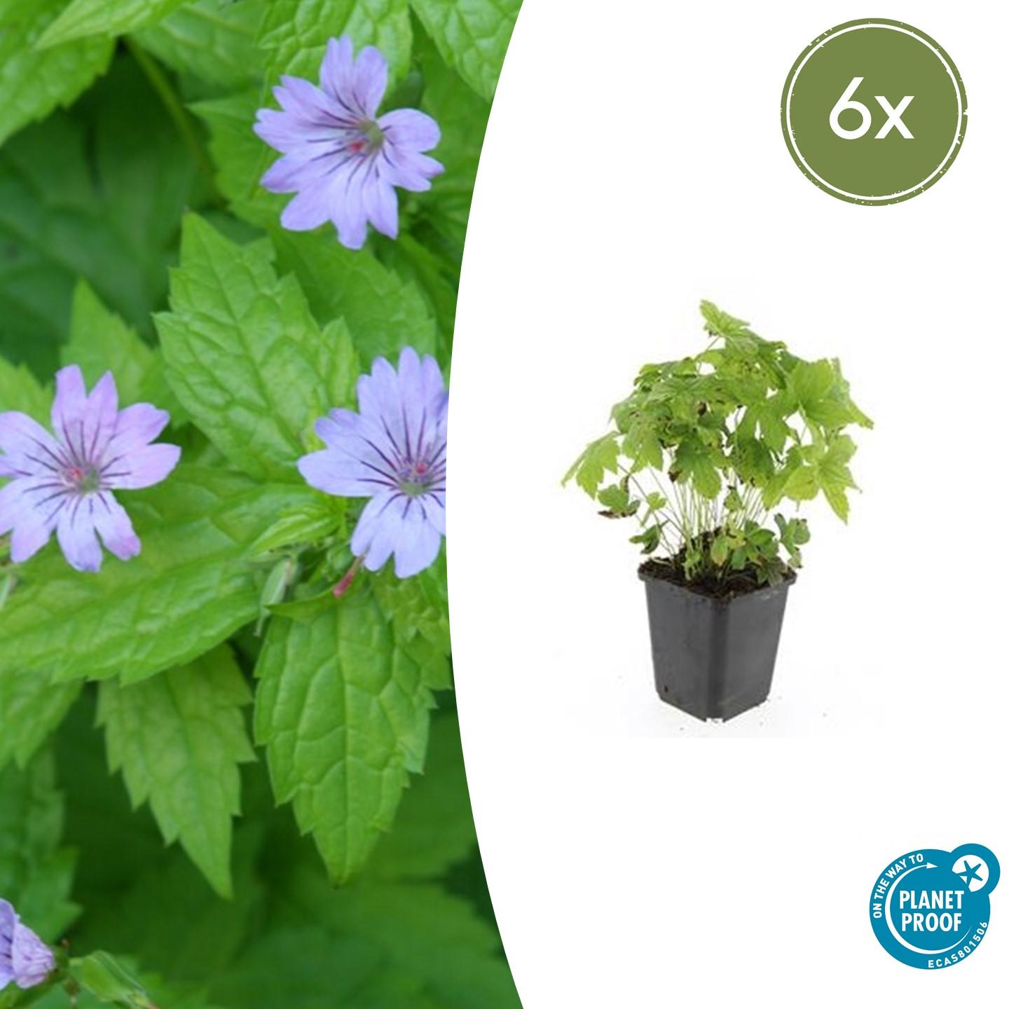 Géranium noueux (lot de 6)