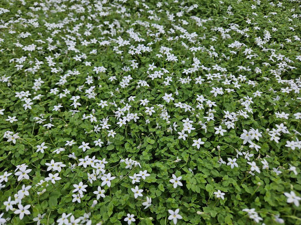 Isotoma fluviatilis 'Alba' (lot de 6)