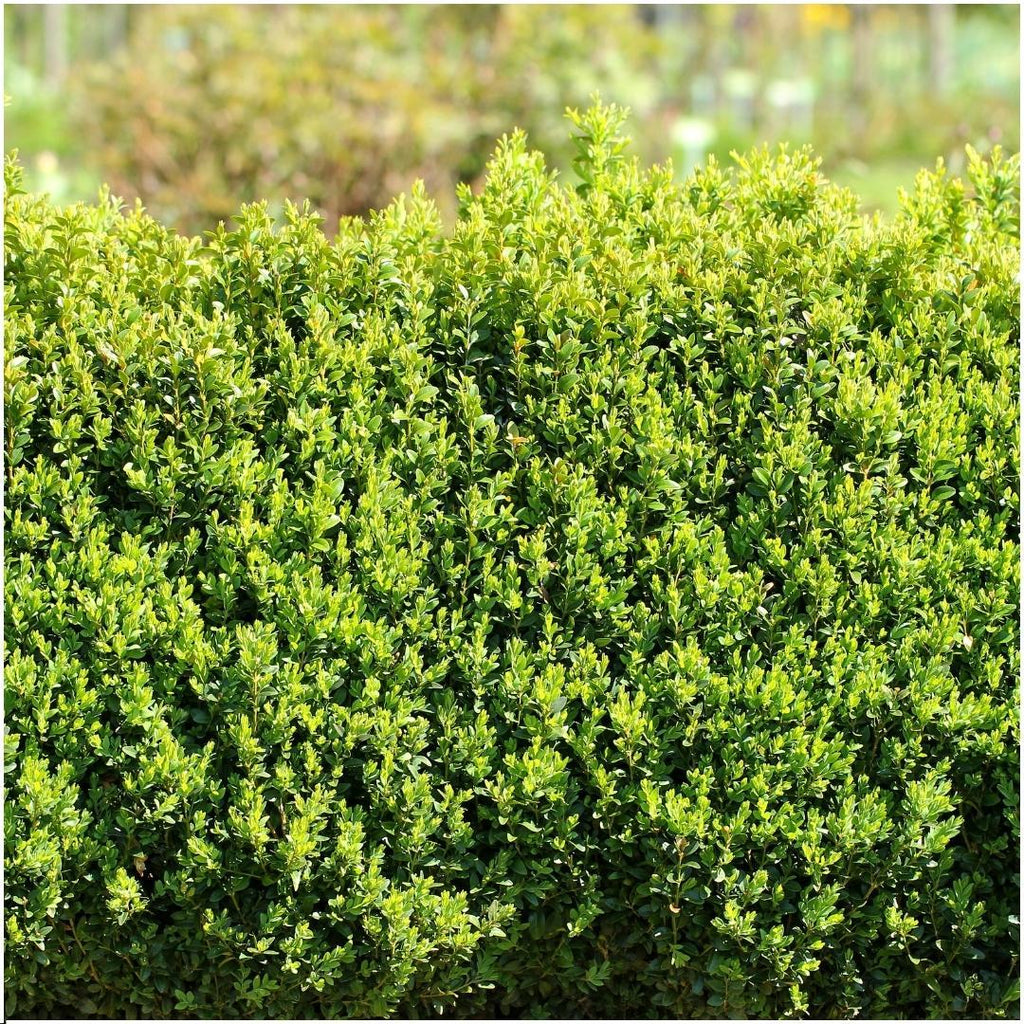 Haie Buis Buxus Sempervirens x6