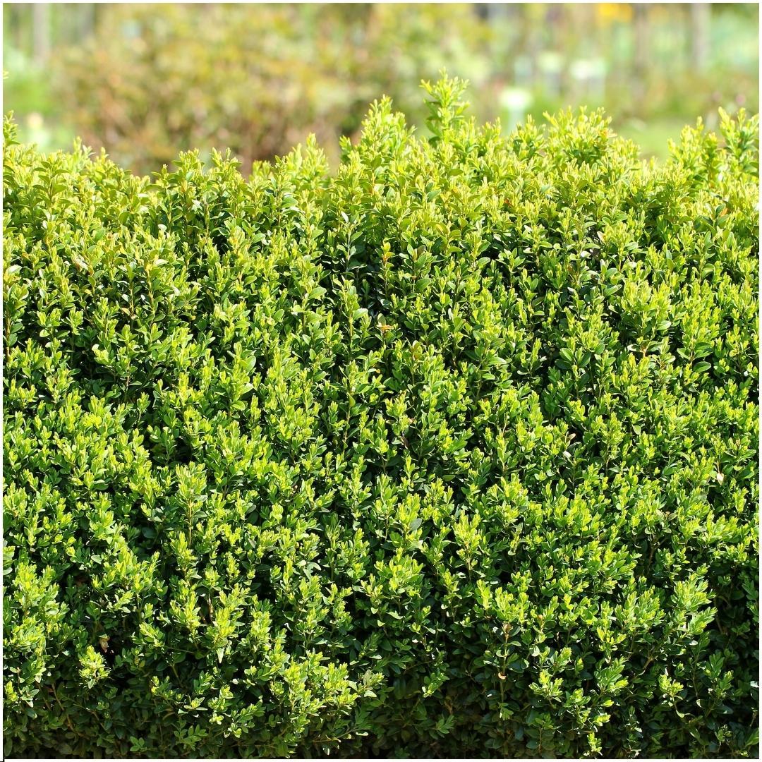 Haie Buis Buxus Sempervirens x6
