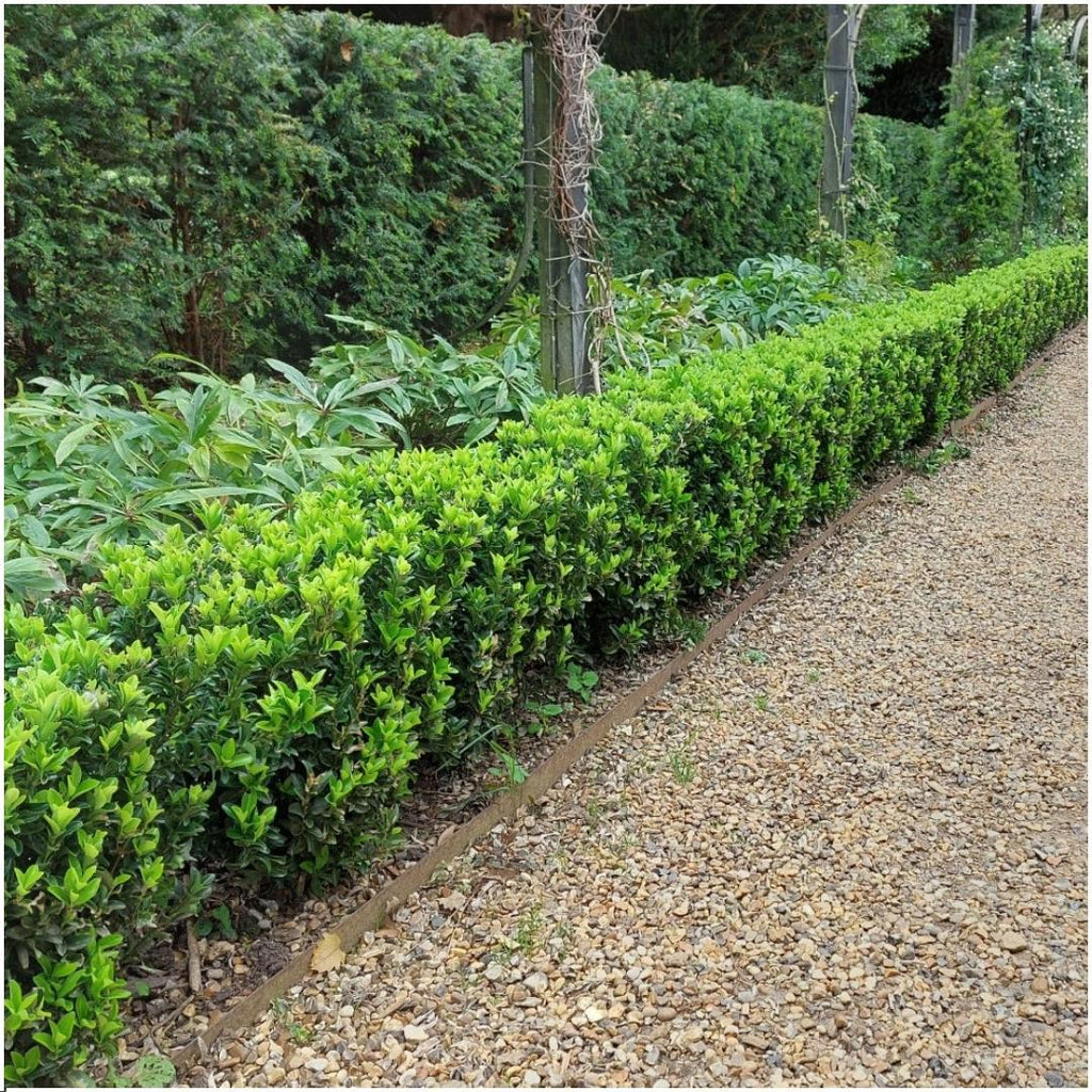Euonymus japonicus 'Green Spire' (Lot de 6)