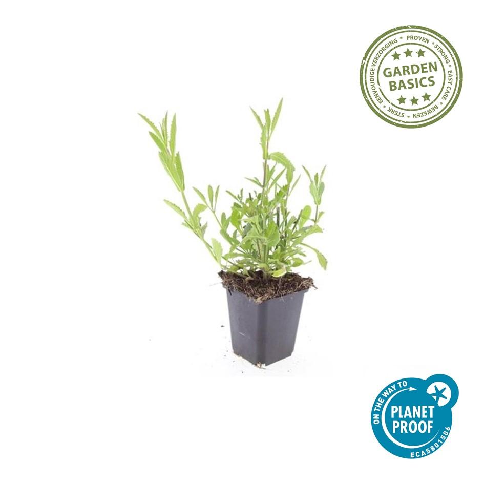 Verveine de Buenos Aires (lot de 6)