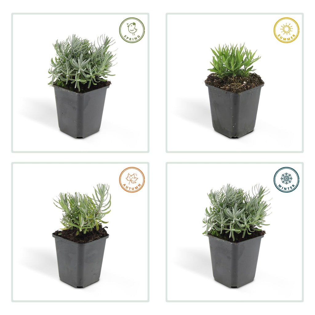 Lavande 'Hidcote' (lot de 6)
