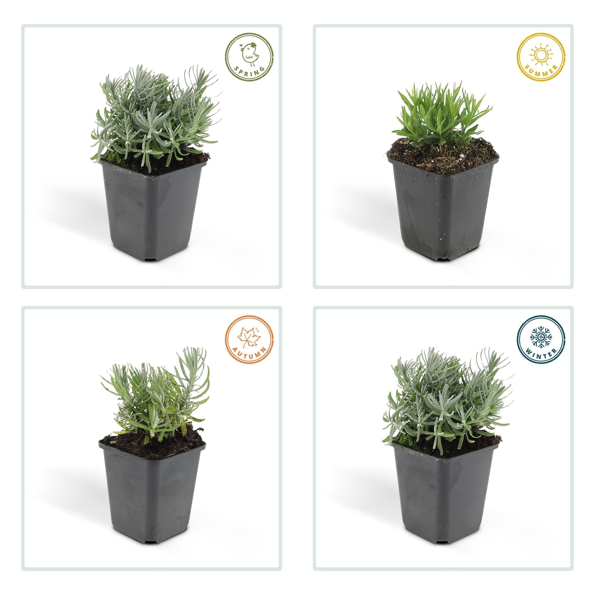 Lavande 'Hidcote' (lot de 6)