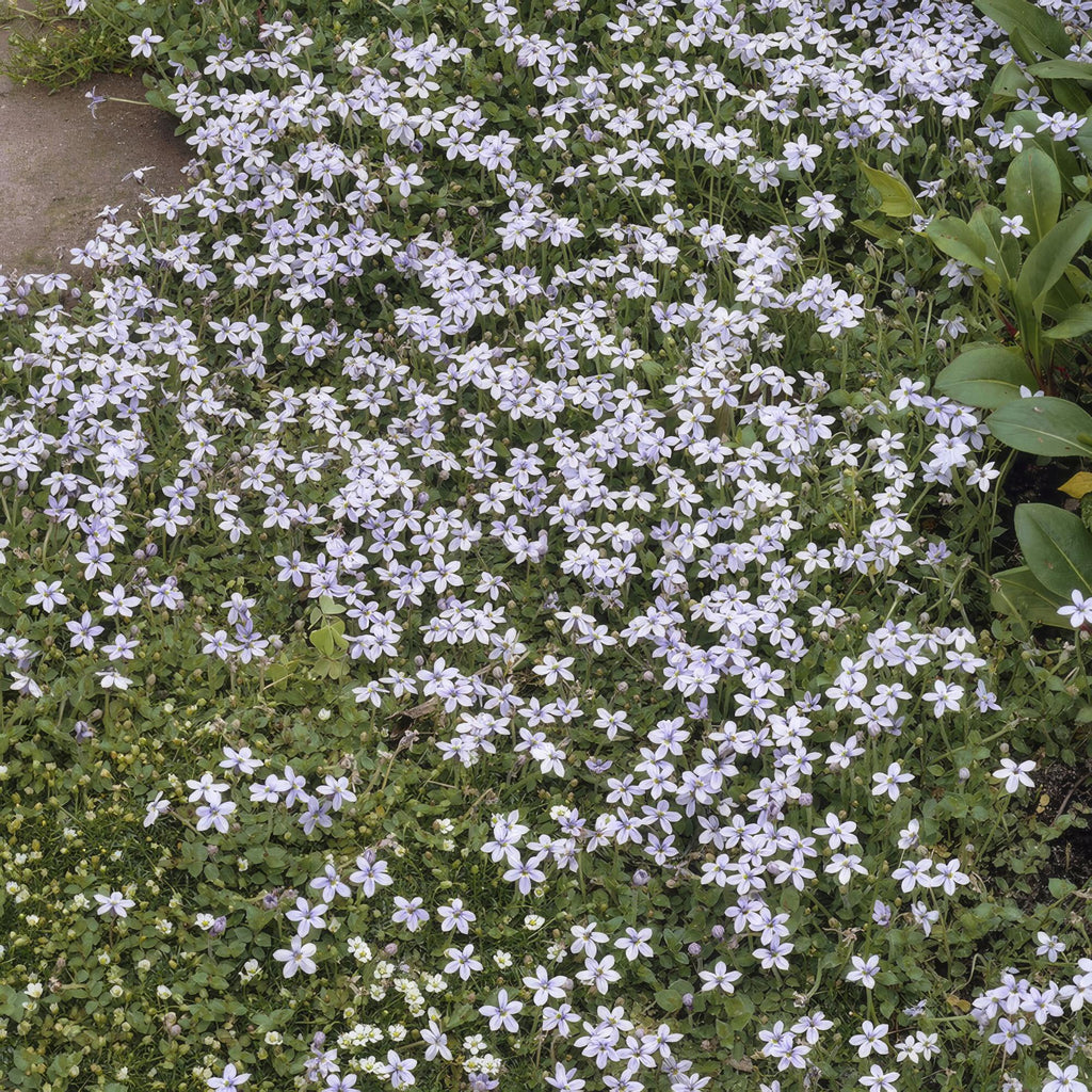 Isotoma fluviatilis (lot de 6)