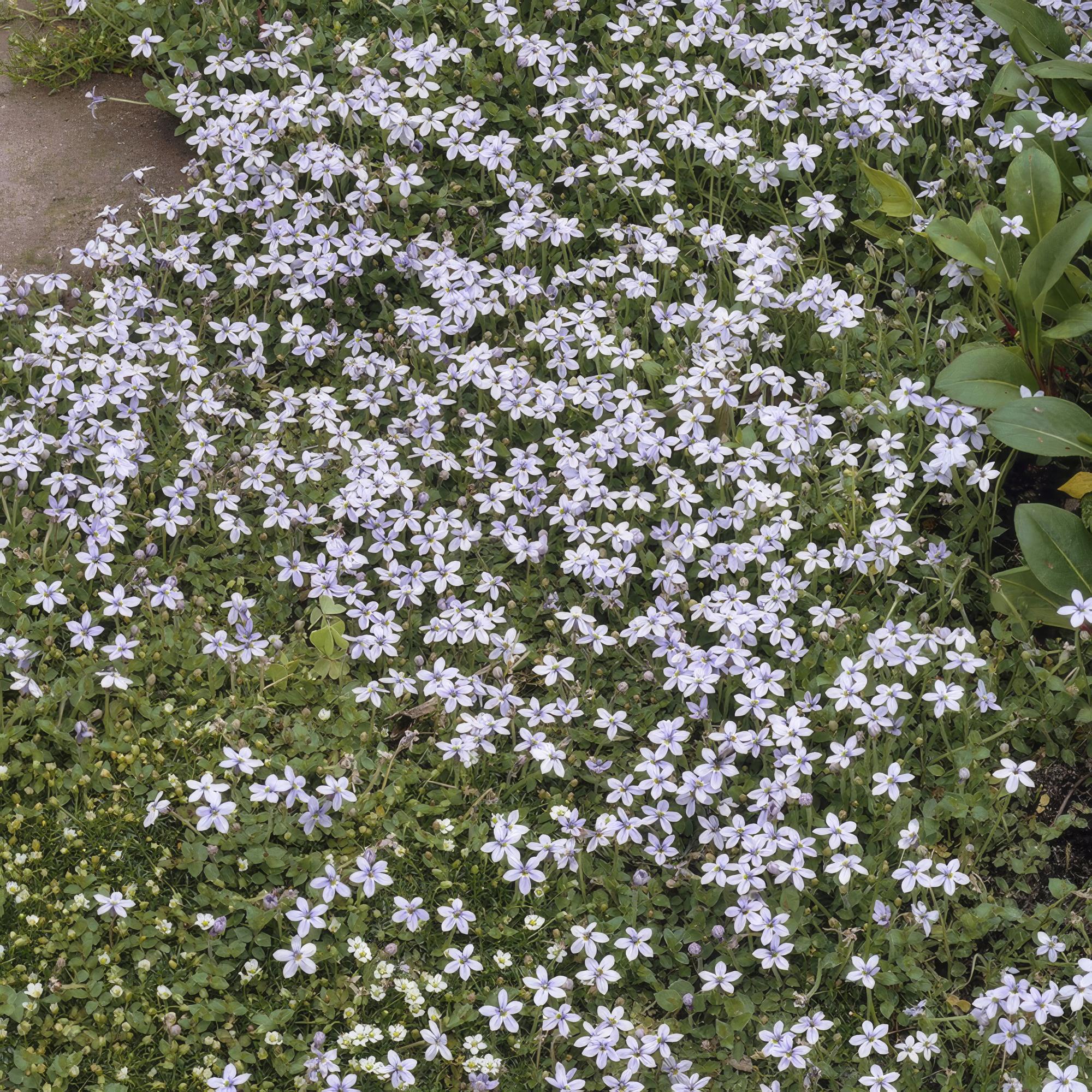 Isotoma fluviatilis (lot de 6)