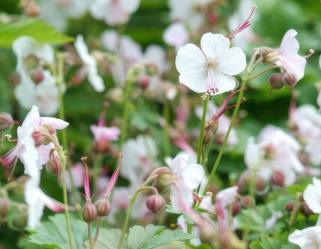 Géranium vivace 'Biokovo' (lot de 6)