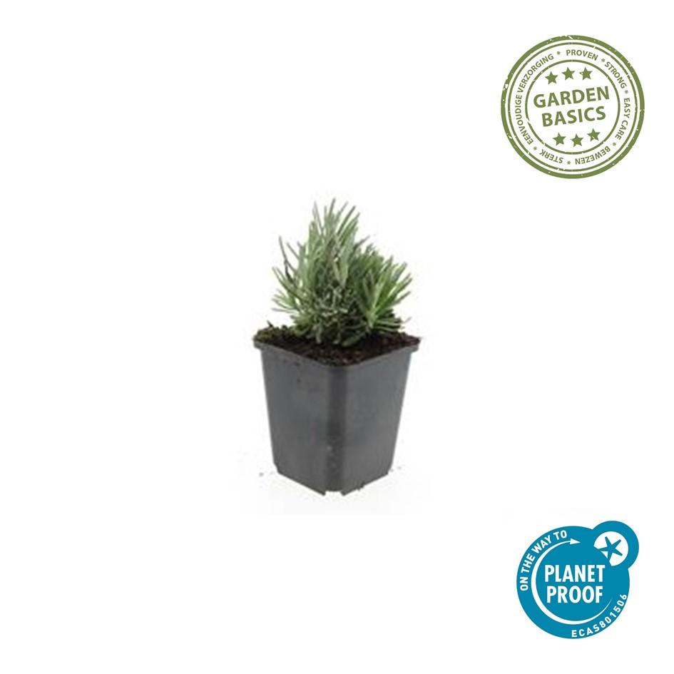 Lavande angustifolia 'Dwarf Blue' (lot de 6)