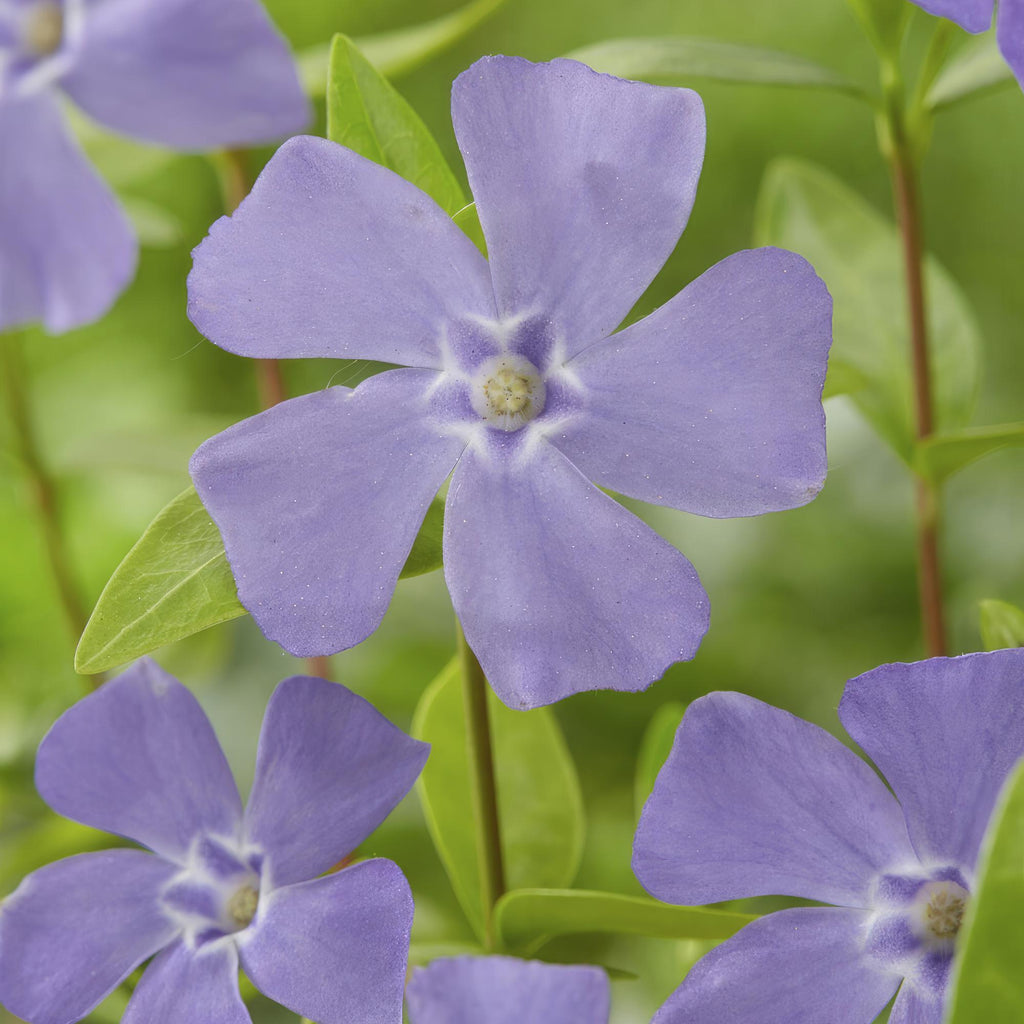 Petite Pervenche (Vinca minor) - (Lot de 6)