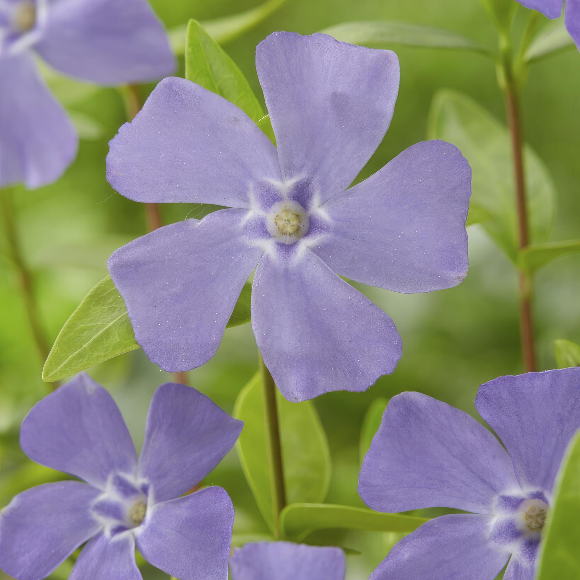 Petite Pervenche (Vinca minor) - (Lot de 6)