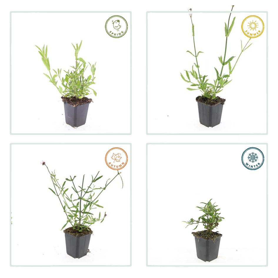Verveine de Buenos Aires (lot de 6)