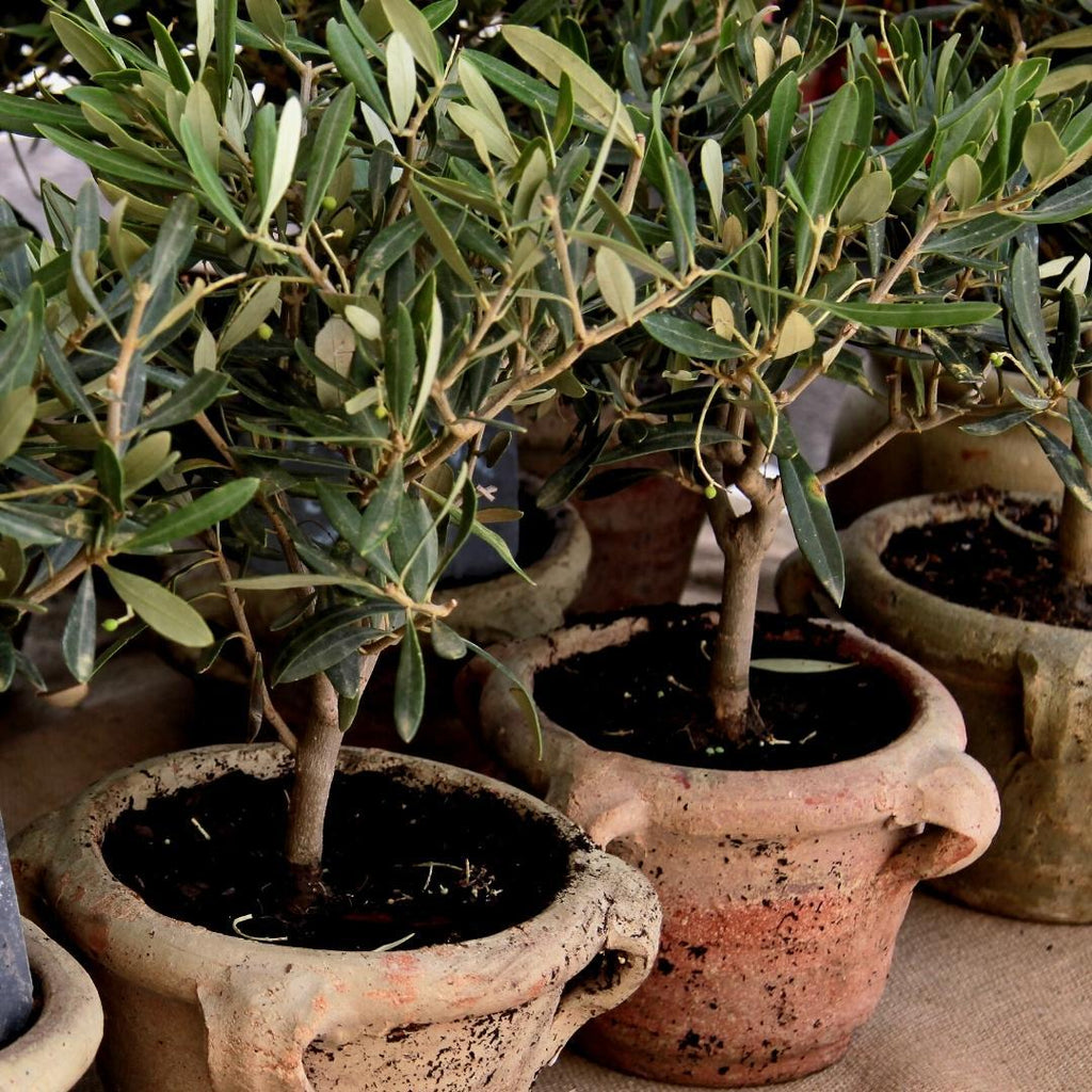 Engrais méditerranéen - 40L