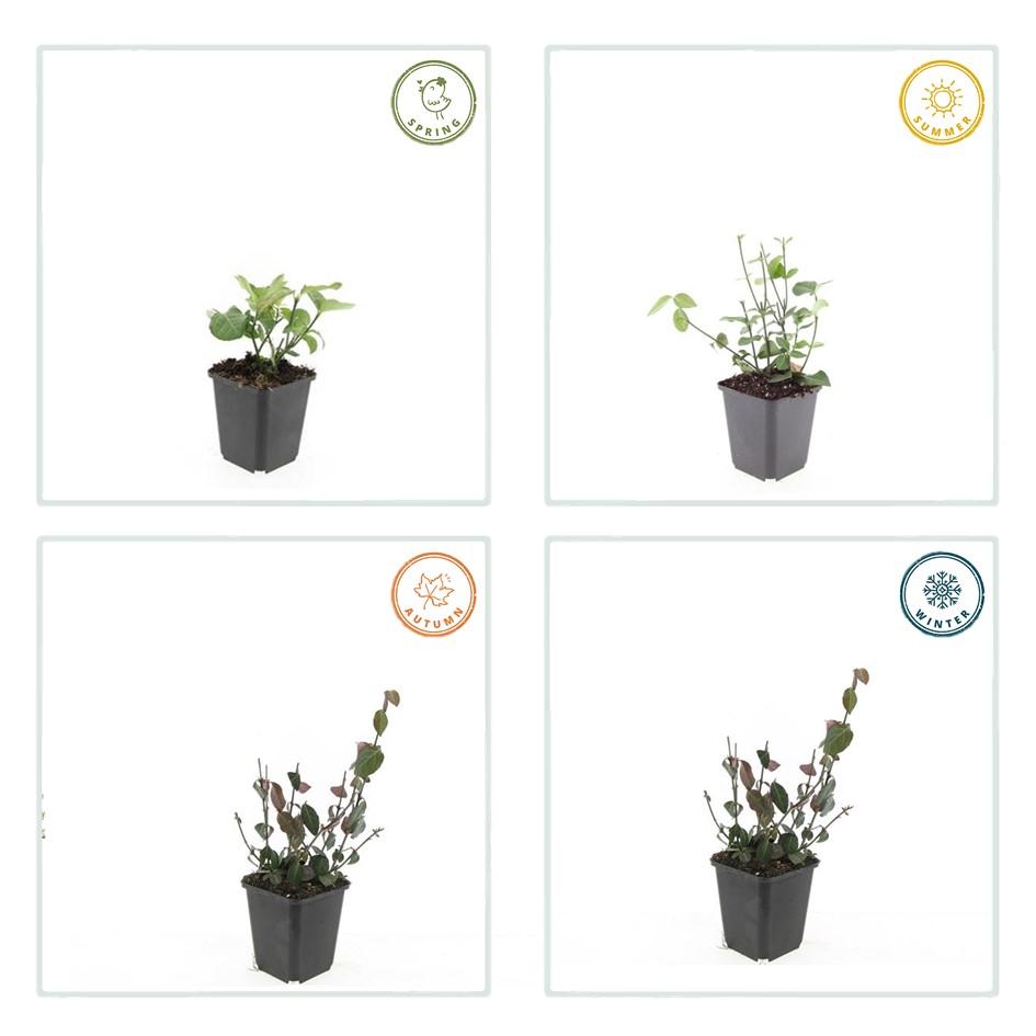 Fusain de Fortune 'Coloratus' (lot de 6)