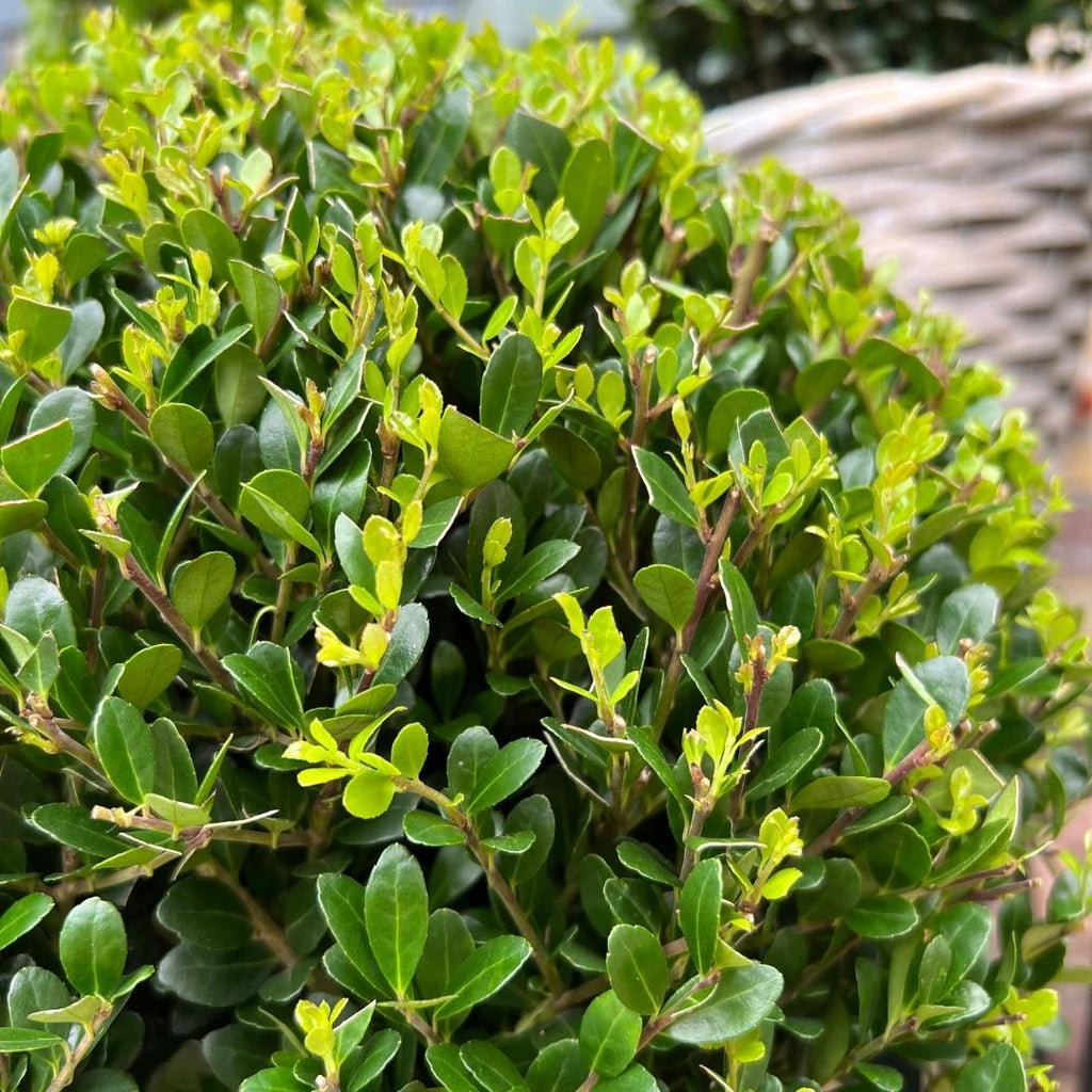 Lot de 2 Ilex crenata 'Jenny' (Ø25cm)