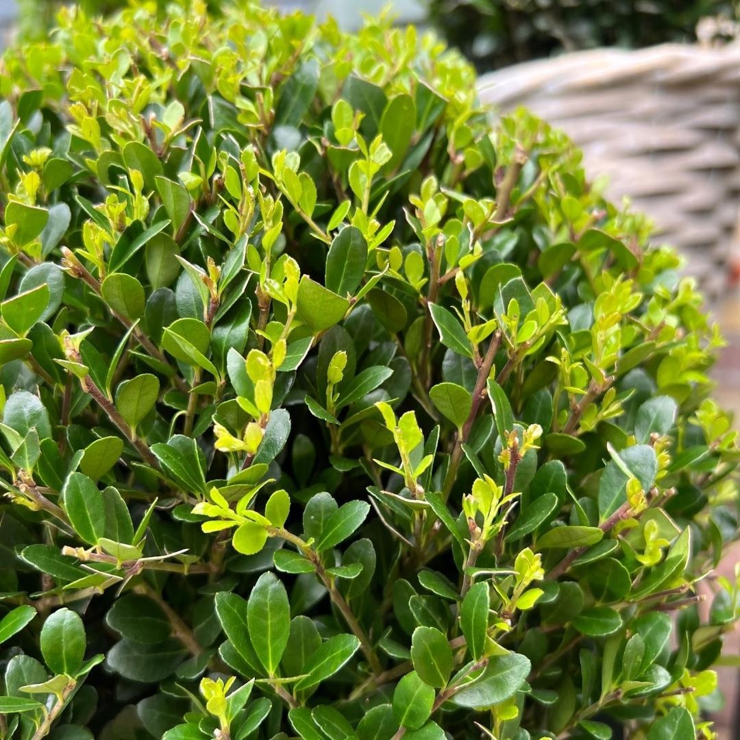 Lot de 2 Ilex crenata 'Jenny' (Ø25cm)