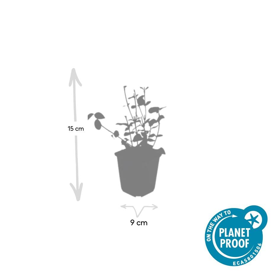 Fusain de Fortune 'Coloratus' (lot de 6)