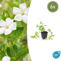 Grande Pervenche 'Alba' (lot de 6)