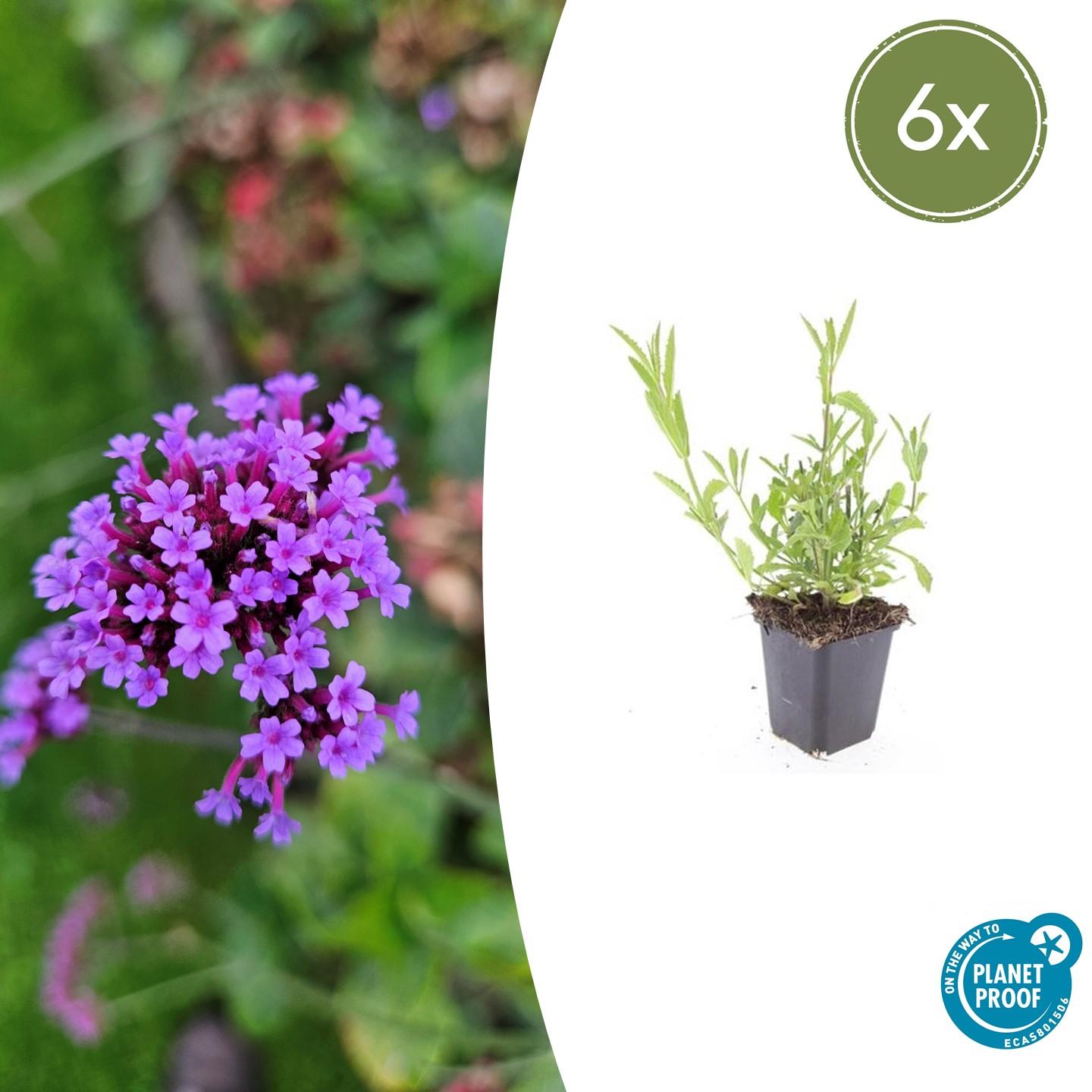 Verveine de Buenos Aires (lot de 6)