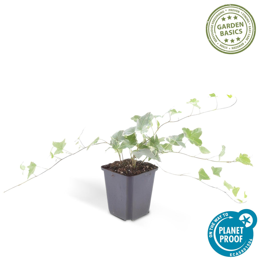 Lierre commun 'Glacier' (lot de 6)