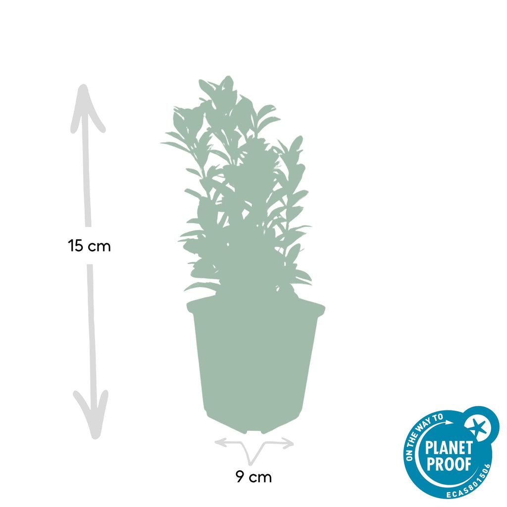 Fusain du Japon 'Green Spire' (lot de 24)