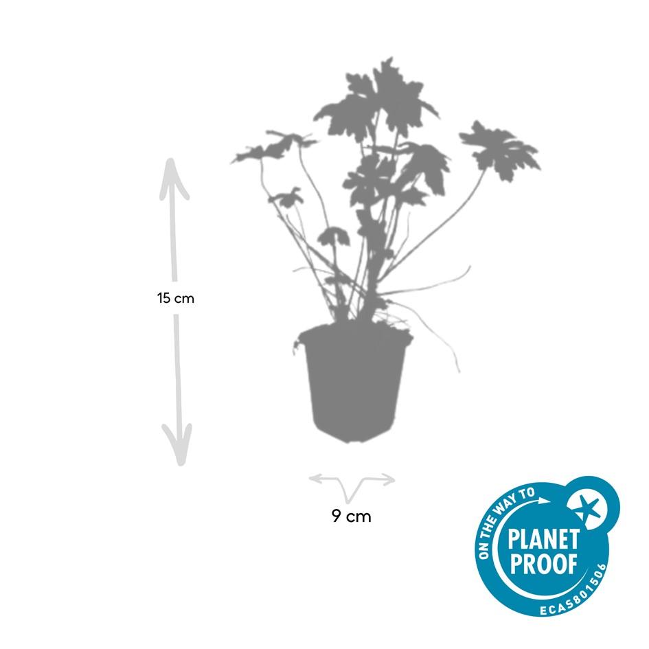 Géranium vivace macrorrhizum (lot de 6)