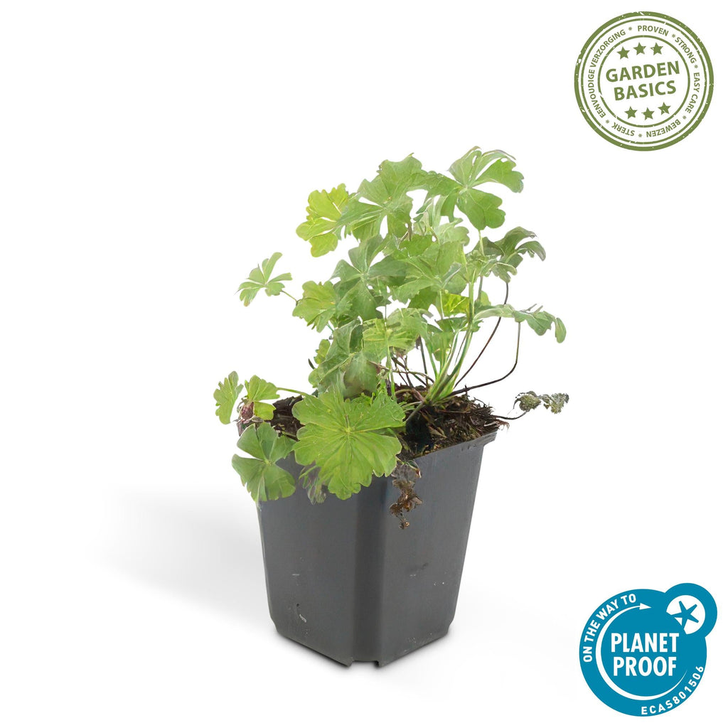 Géranium vivace 'Biokovo' (lot de 6)