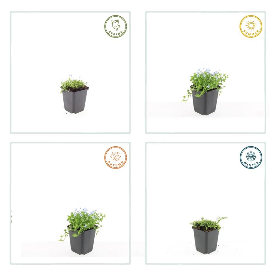 Isotoma fluviatilis 'Alba' (lot de 6)