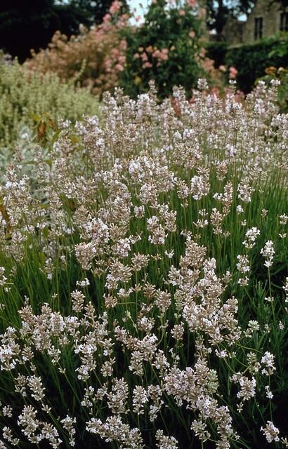 Lavande vraie blanche 'Edelweiss' (lot de 6)