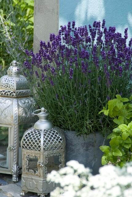 Lavande 'Hidcote' (lot de 6)