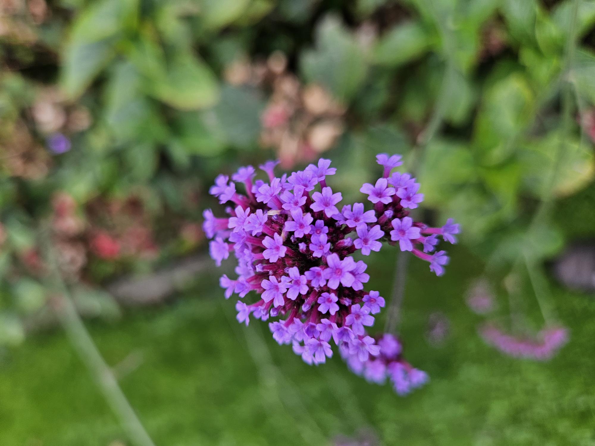 Verveine de Buenos Aires (lot de 6)