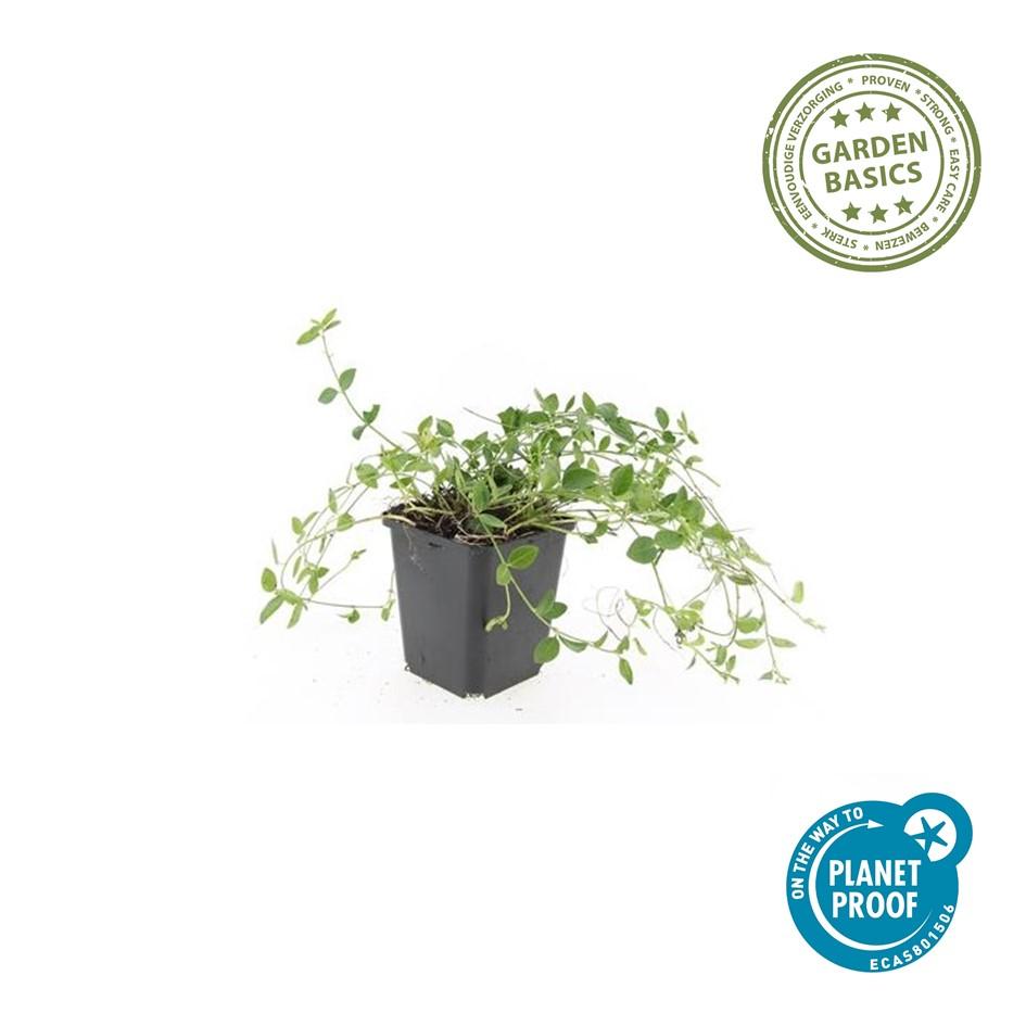 Petite Pervenche 'Gertrude Jekyll' (lot de 6)