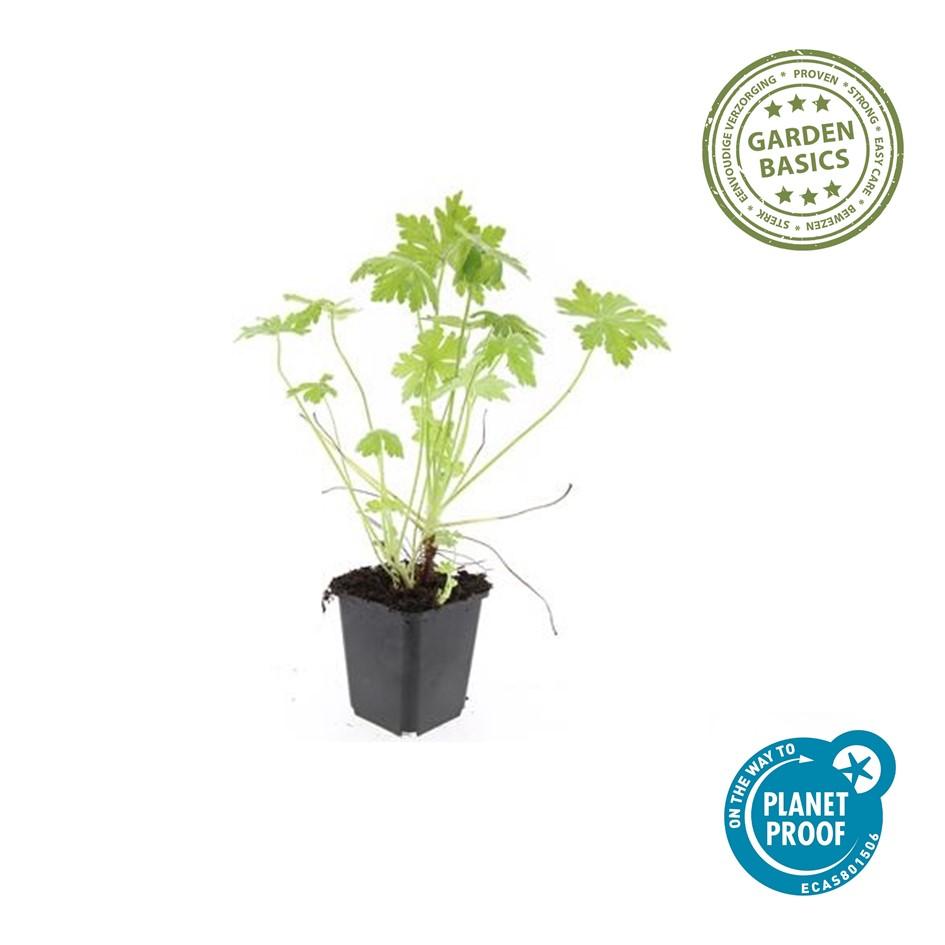 Géranium vivace macrorrhizum (lot de 6)
