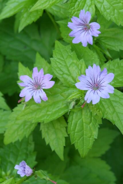 Géranium noueux (lot de 6)
