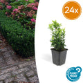 Fusain du Japon 'Green Spire' (lot de 24)