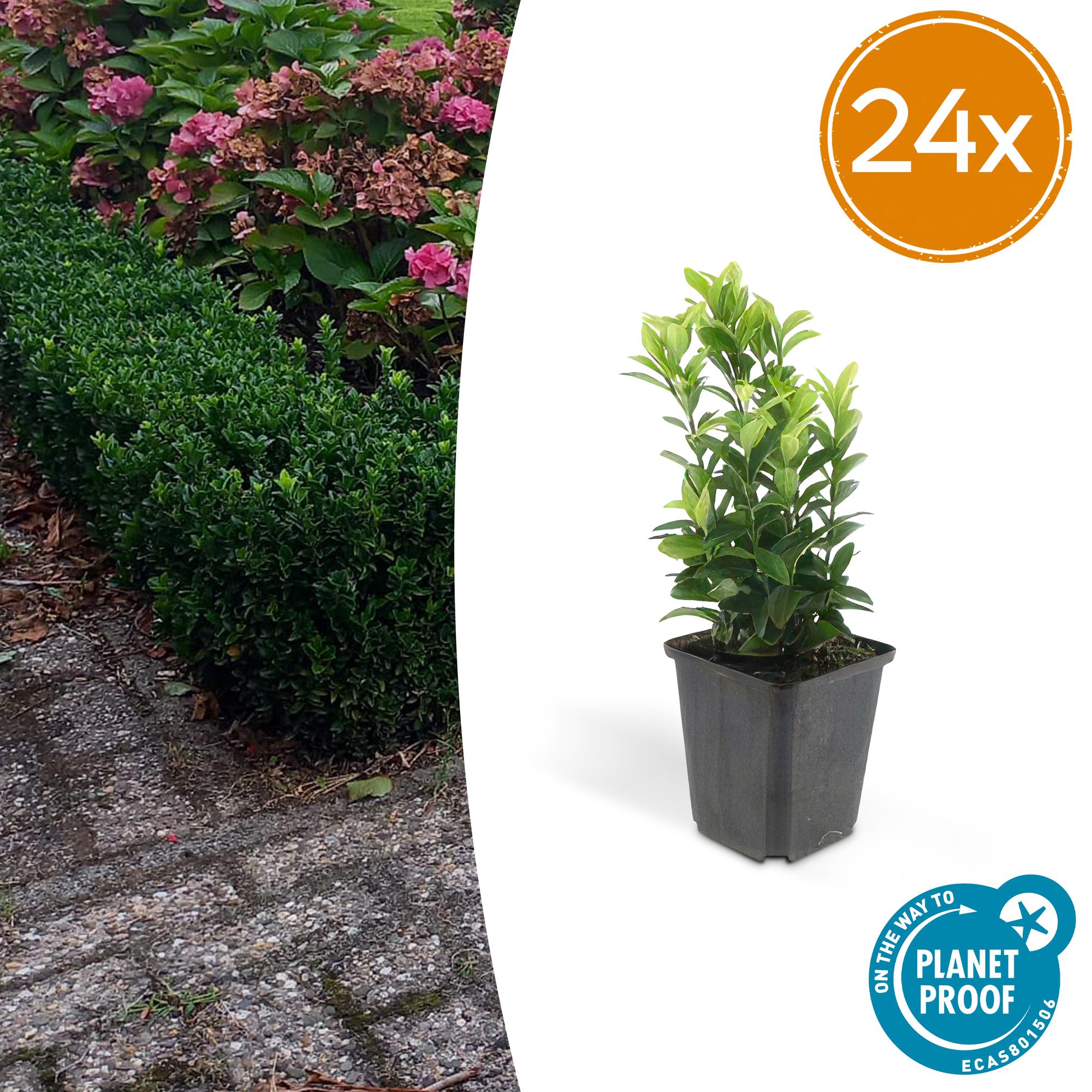 Fusain du Japon 'Green Spire' (lot de 24)