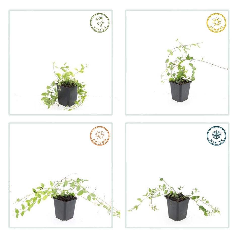 Petite Pervenche 'Aureovariegata' (lot de 6)
