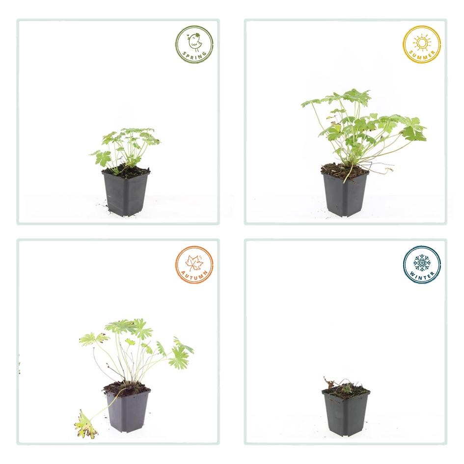 Géranium vivace 'Tiny Monster' (lot de 6)
