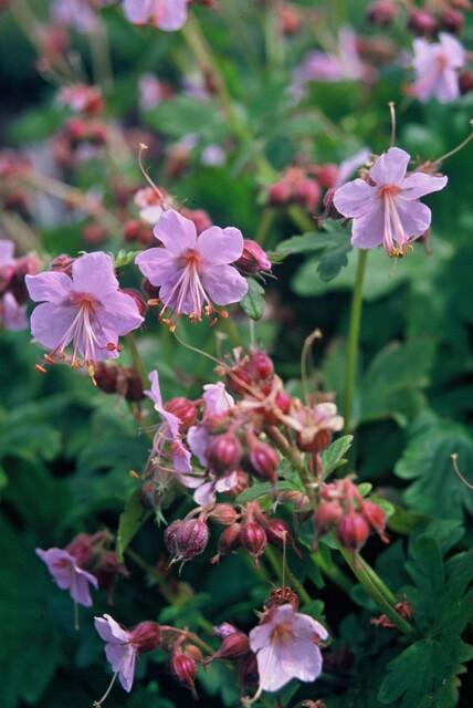 Géranium vivace macrorrhizum (lot de 6)