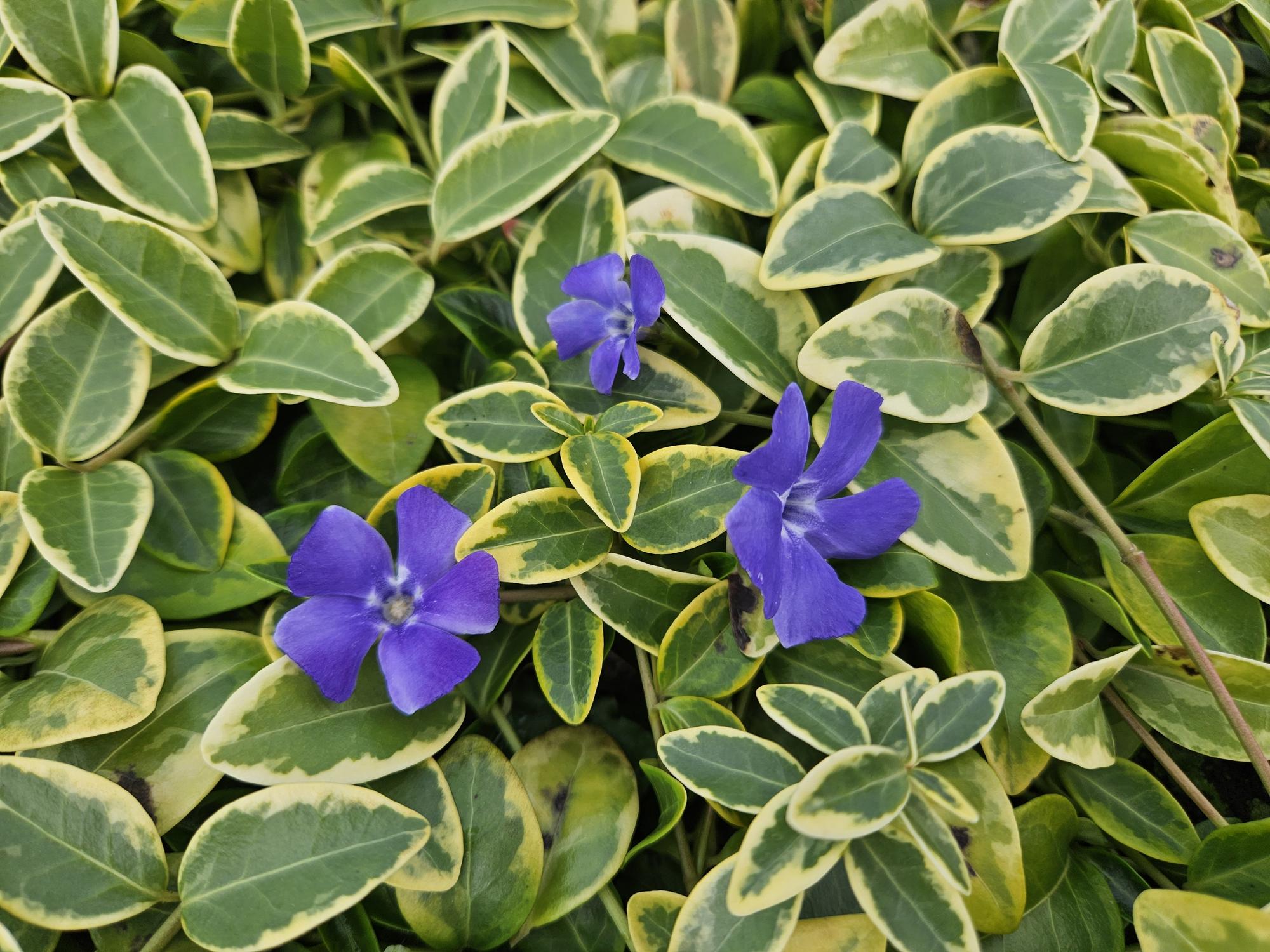 Petite Pervenche 'Aureovariegata' (lot de 6)