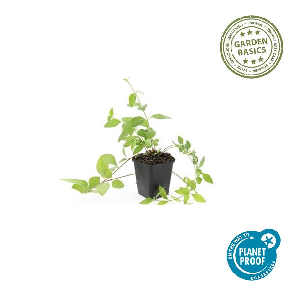 Grande Pervenche 'Alba' (lot de 6)
