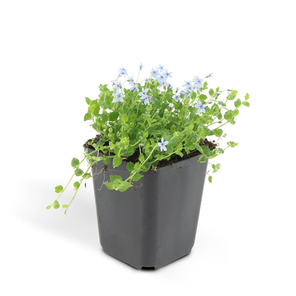 Isotoma fluviatilis (lot de 6)